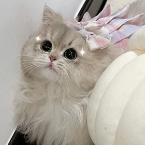 萌宠头像猫头像侵删- 高清图片，堆糖，美图壁纸兴趣社区