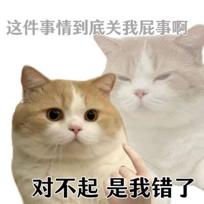 猫猫表情包