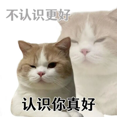 猫猫表情包