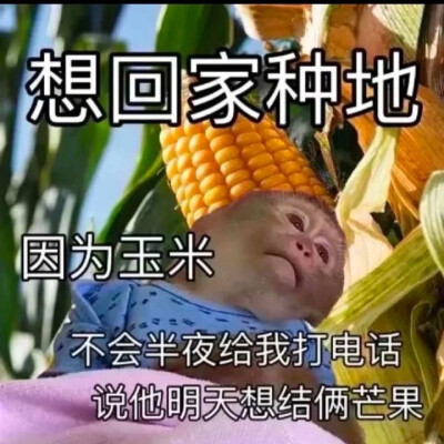 表情包