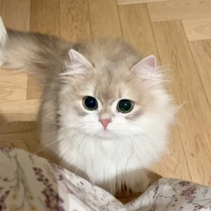 萌宠头像猫头像侵删- 高清图片，堆糖，美图壁纸兴趣社区
