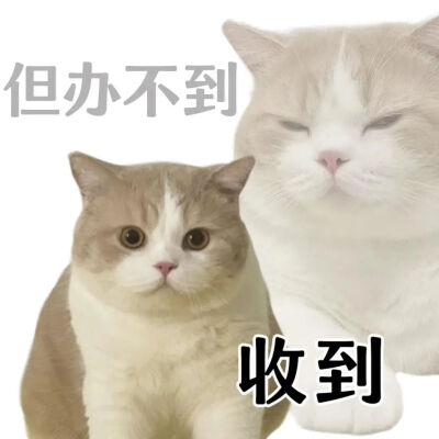 猫猫表情包