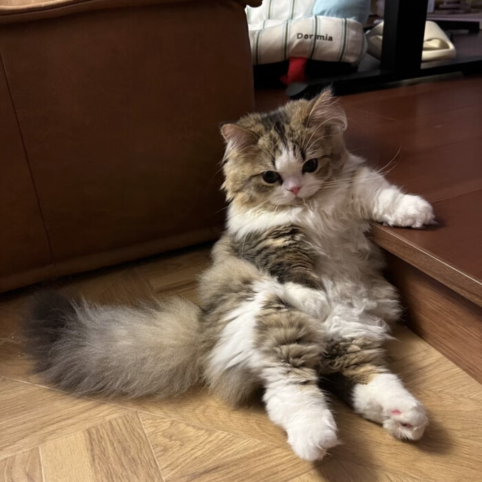 萌猫 你对我好我心里都知道❤️ Sponsor By MU33. #阔爱炸了#迷惑行为