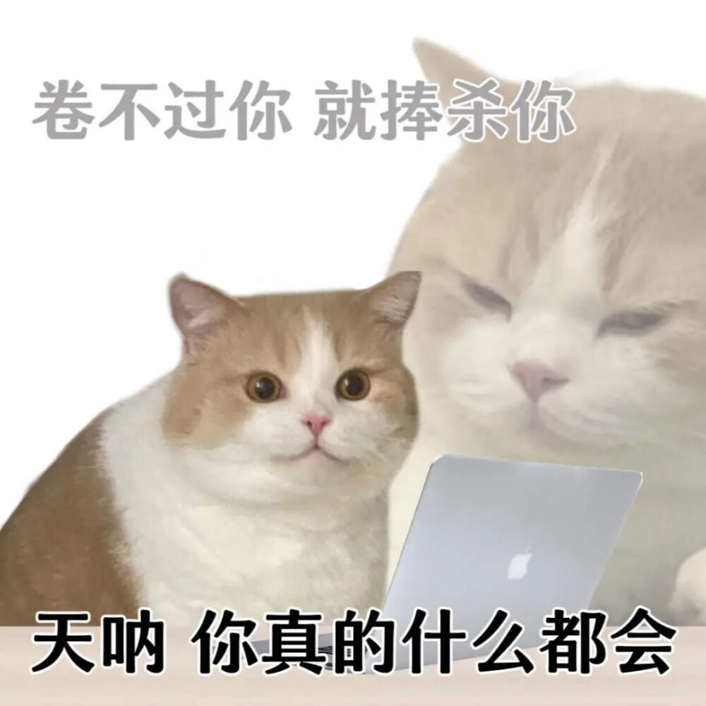 猫猫表情包