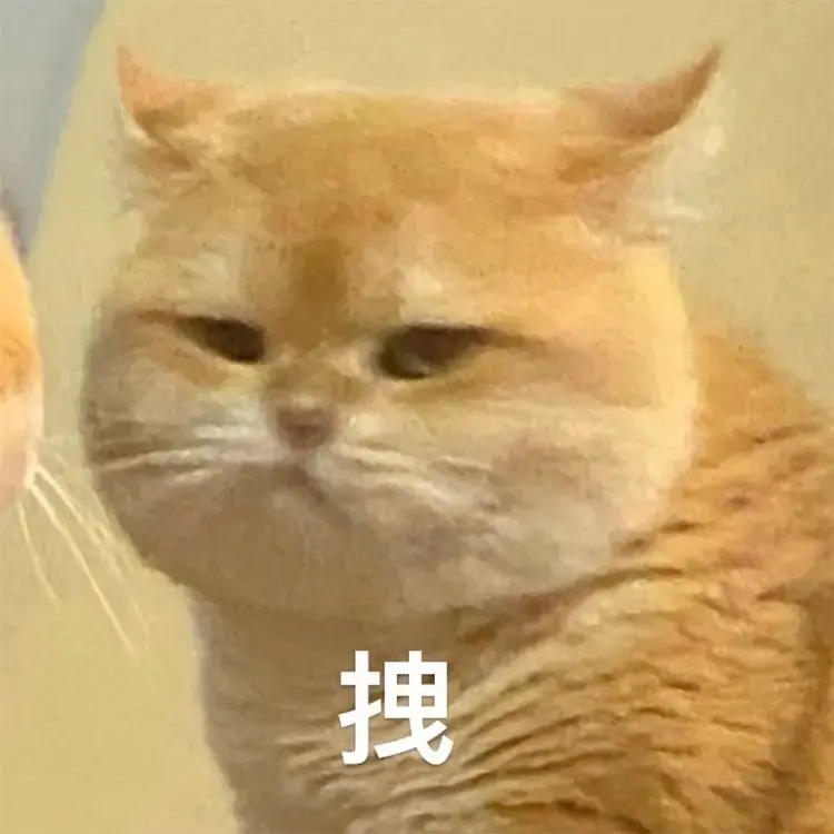 4|搞笑#动物#猫