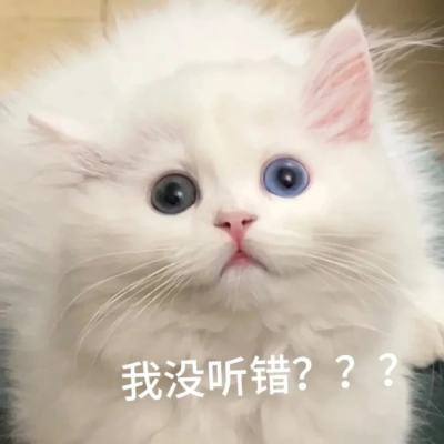 小猫表情包