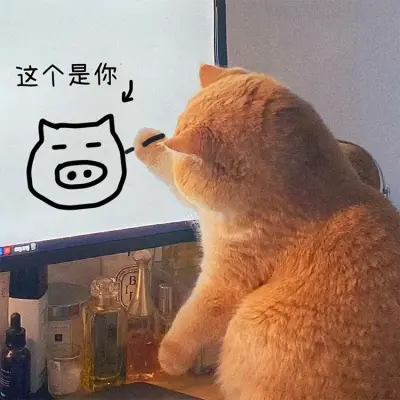 4|搞笑#动物#猫