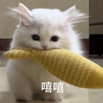 小猫表情包