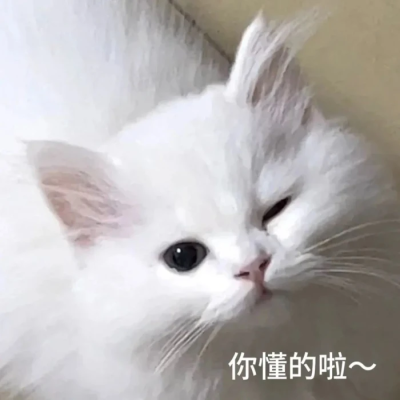 小猫表情包