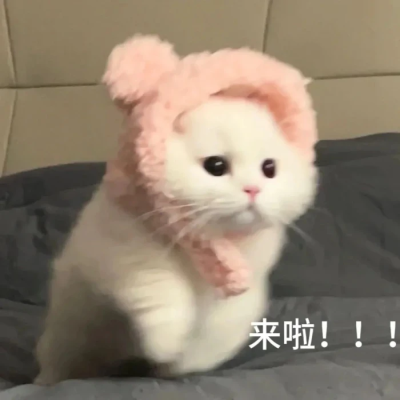 小猫表情包