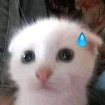 搞怪猫咪头像