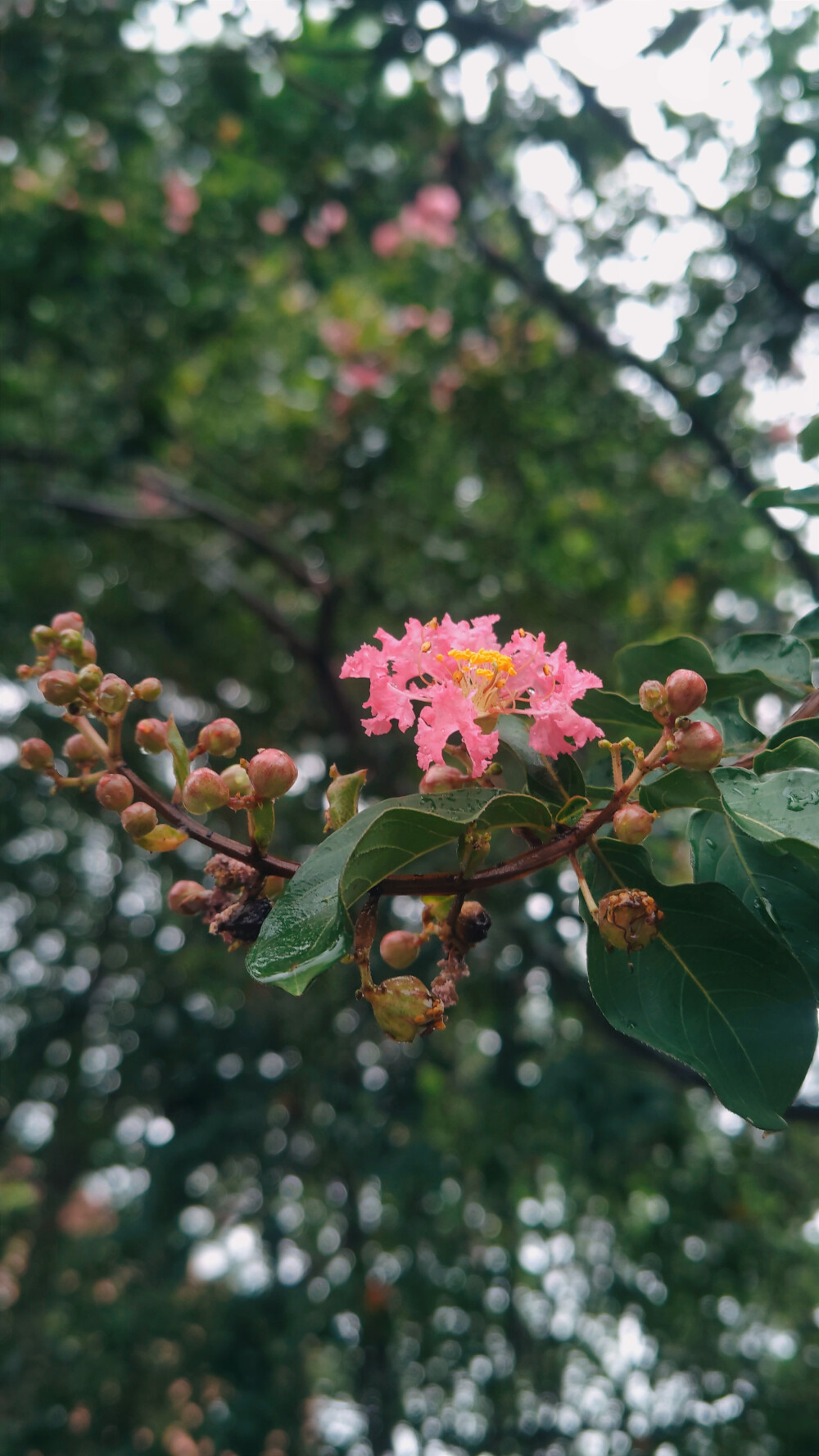 花有重开日，人无再少年。