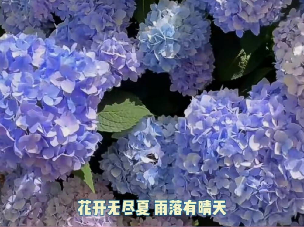 花开无尽夏