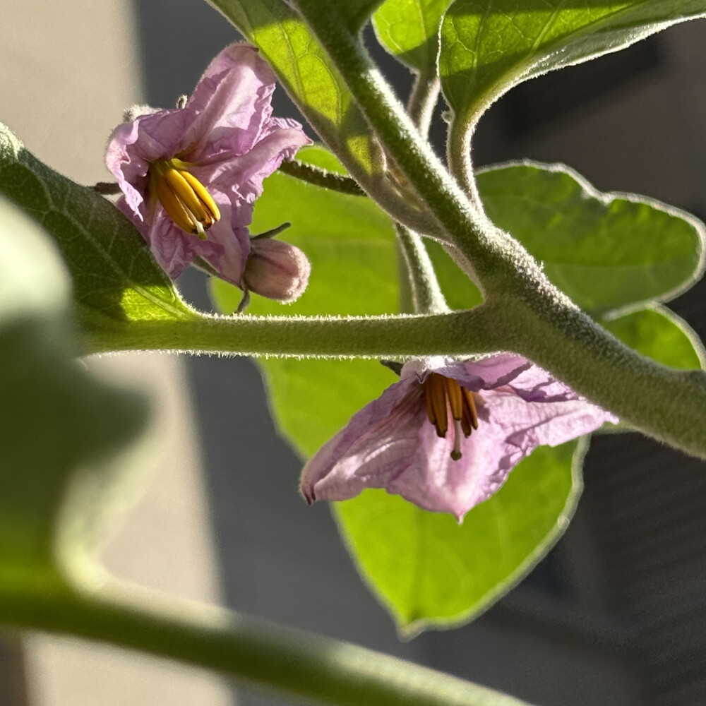 花草