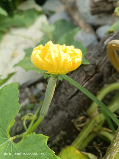 植物