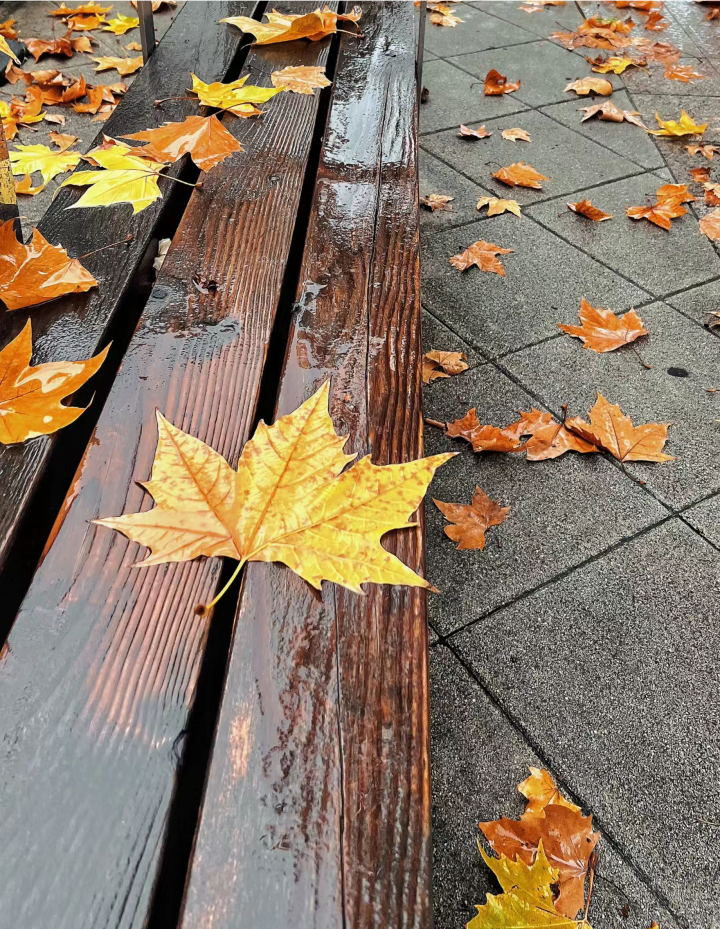 秋日背景图 落叶背景图 枫叶背景图