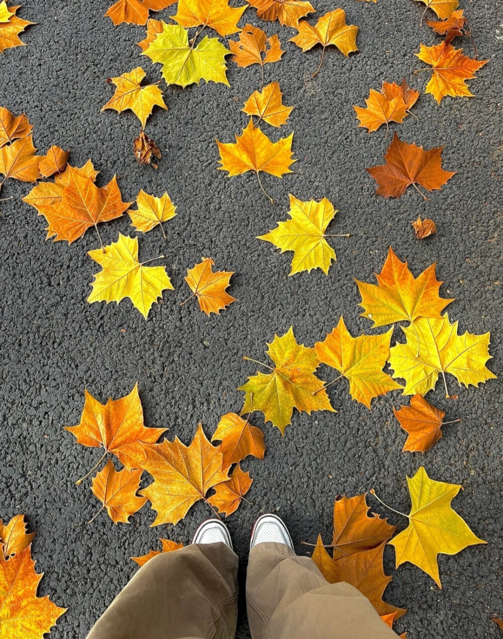 秋日背景图 落叶背景图 枫叶背景图