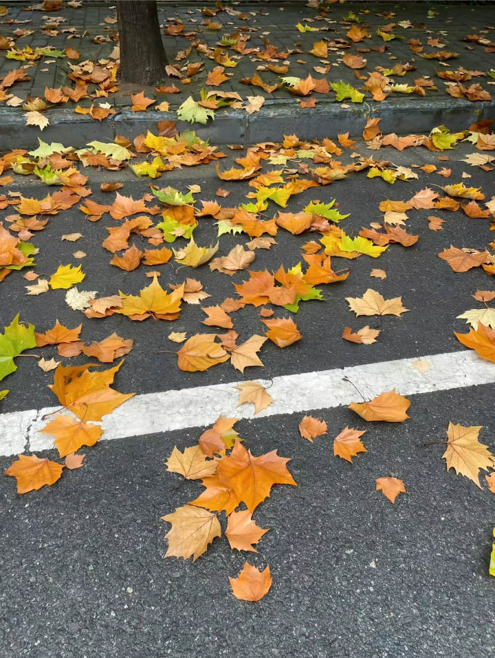 秋日背景图 落叶背景图 枫叶背景图