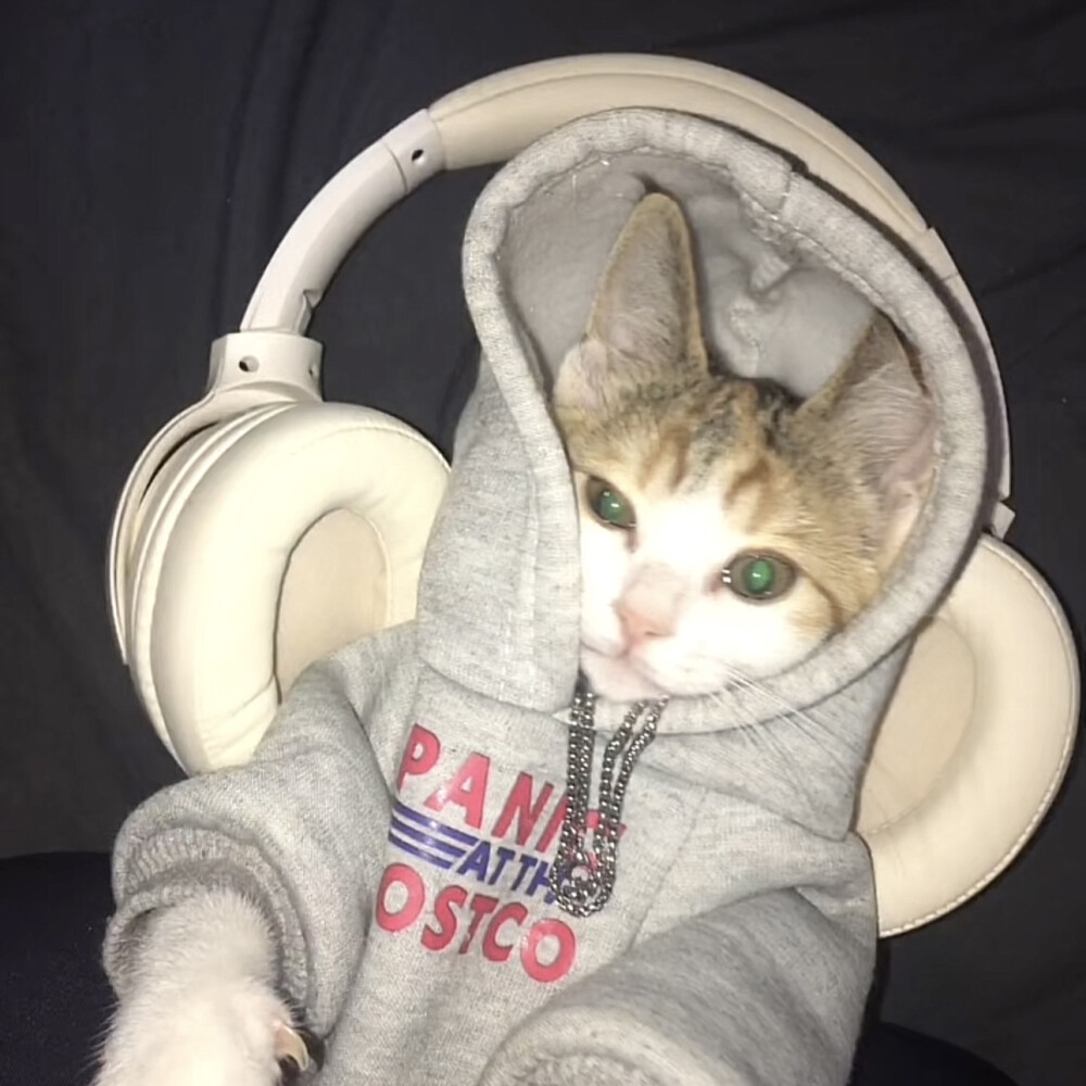 酷酷体育小猫头像