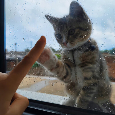 雨天背景图 猫的背景图