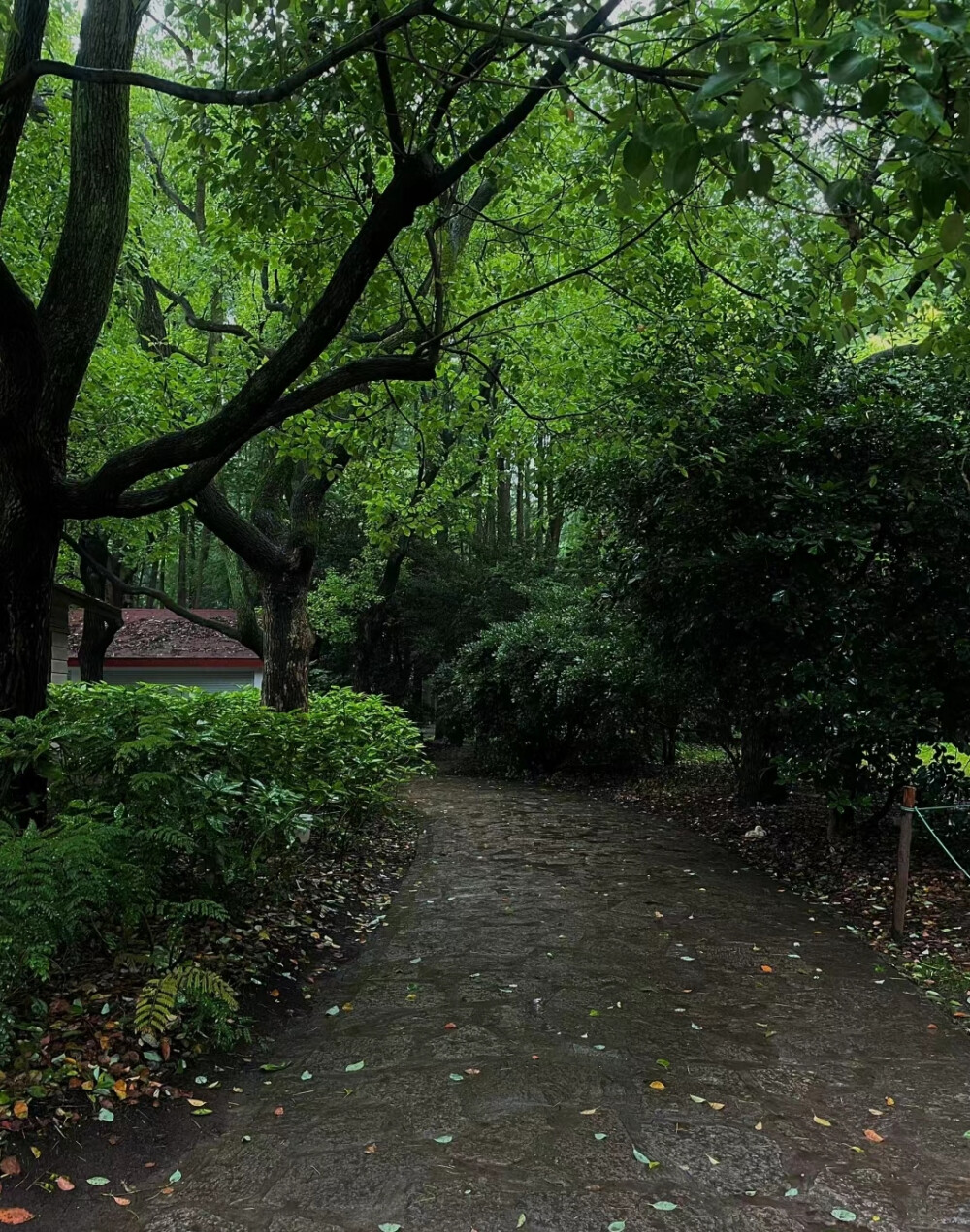 雨天背景图