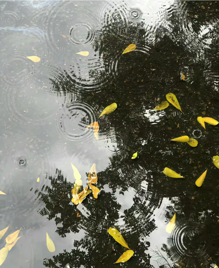 雨天背景图 秋日背景图 落叶背景图