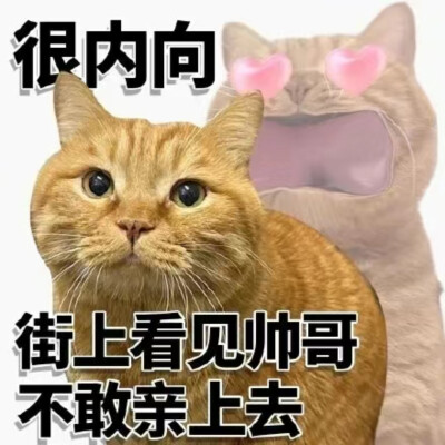 很内向系列表情包