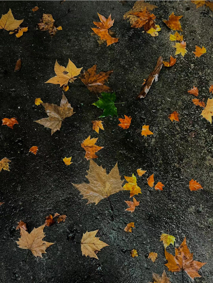 雨天背景图 秋日背景图 落叶背景图