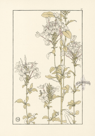 植物图谱 | Foord Pochoir Flower Studies ​​​