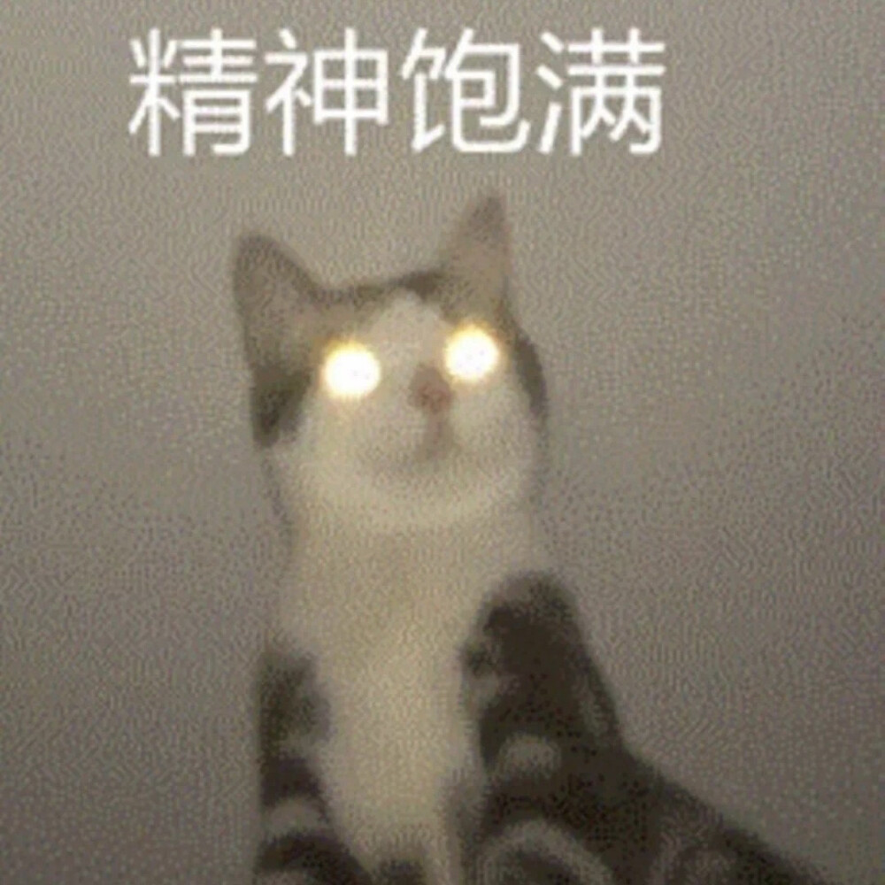 沙雕猫咪表情包