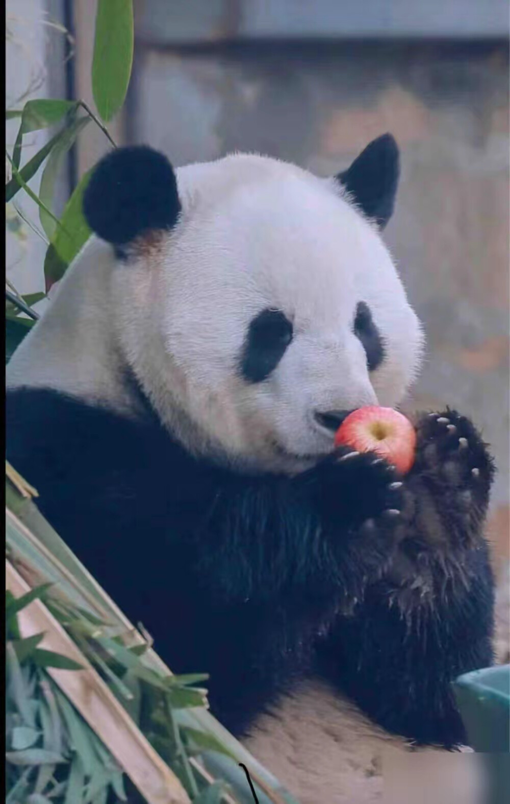 顶流大熊猫头像