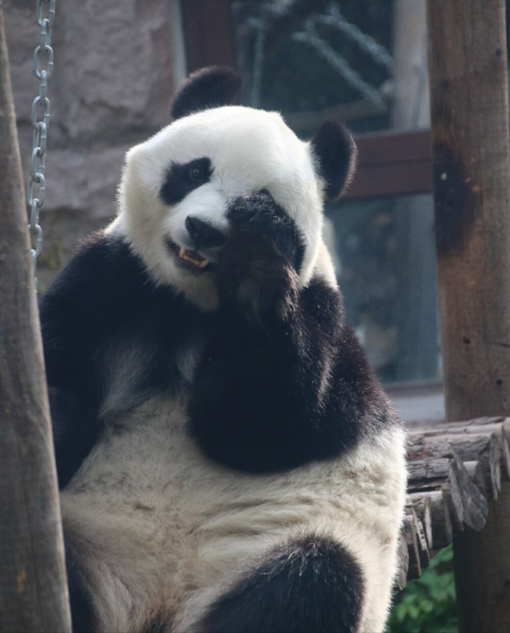 顶流大熊猫头像