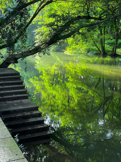 綠色系背景圖 生命力背景圖