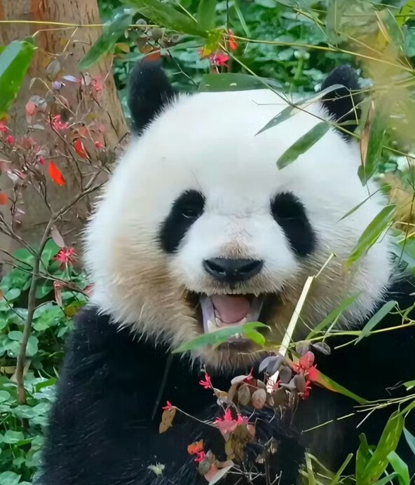 顶流大熊猫头像