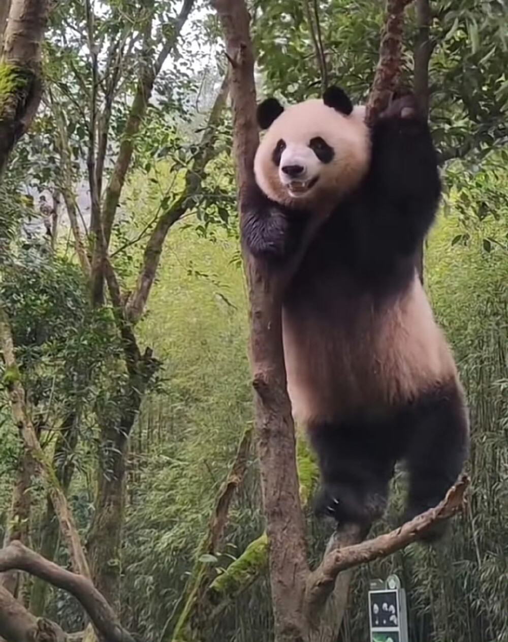顶流大熊猫头像