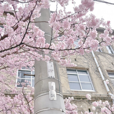 粉色系背景图 花的背景图