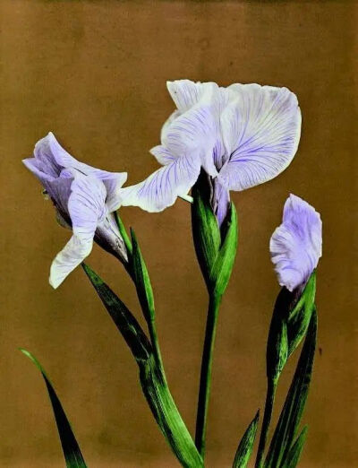 小川一真，《花菖蒲》（Iris Kaempferi），1896年