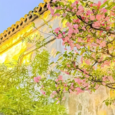 绿色背景图