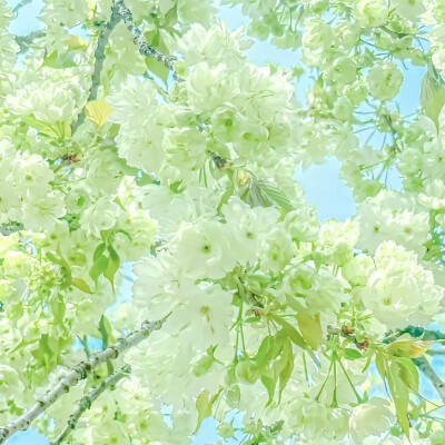 绿色背景图