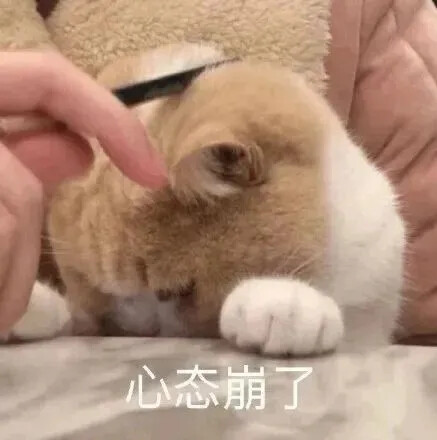 猫猫表情包