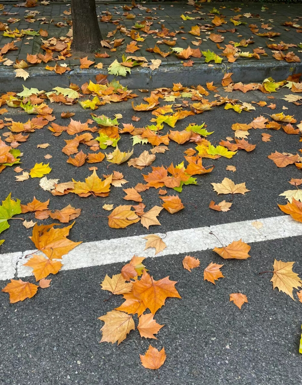 秋日背景图 枫叶背景图 落叶背景图