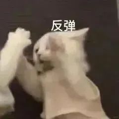 猫猫表情包