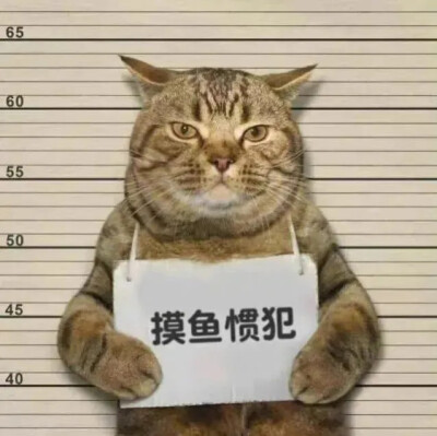 猫猫表情包