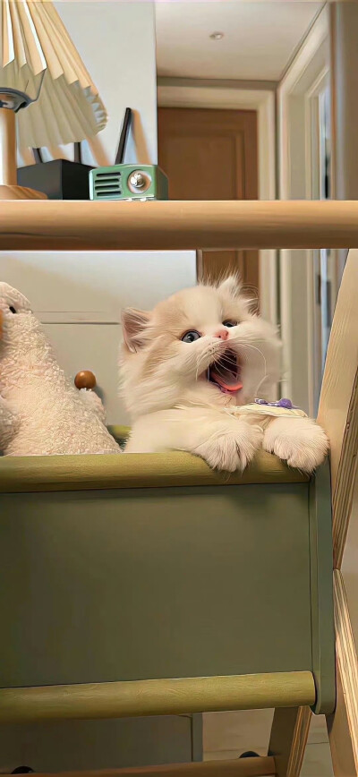 猫咪狗狗壁纸头像
