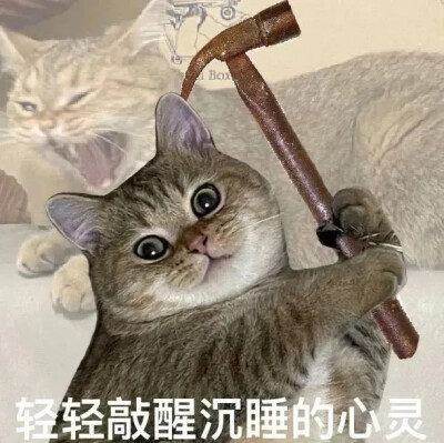 猫猫表情包