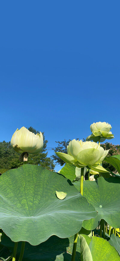 何花手机壁纸