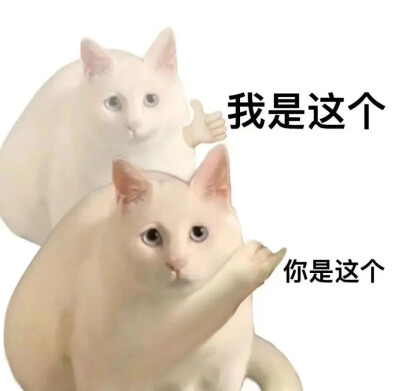 猫猫表情包