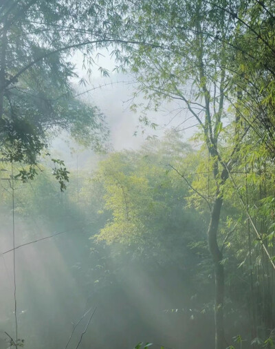 古风竹子背景图