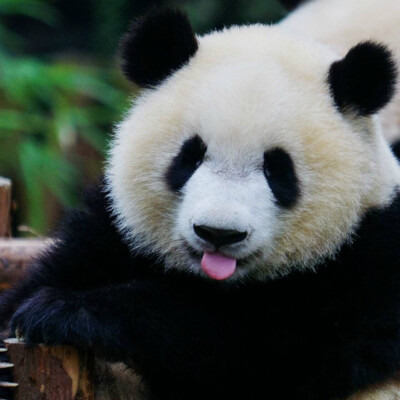 大熊猫头像