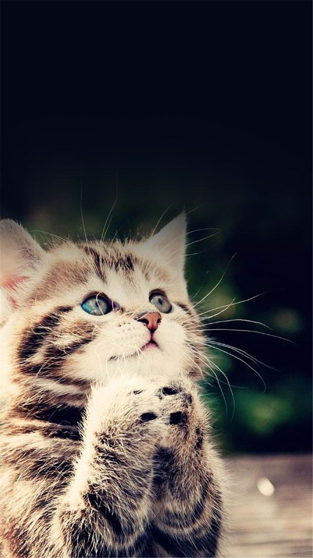 可爱猫咪狗狗头像壁纸
